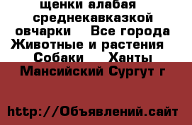 щенки алабая ( среднекавказкой овчарки) - Все города Животные и растения » Собаки   . Ханты-Мансийский,Сургут г.